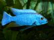Malawi Sciaenochromis fryeri Ahli iceberg