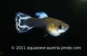 Guppy Jungtiere