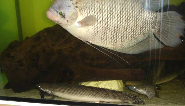 polypterus ornatipinnis - floesselhechte