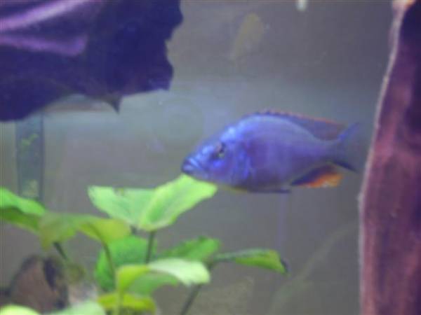 haplochromis compressiceps - barsche