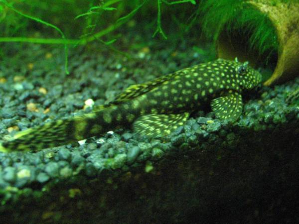 ancistrus dolchiopterus  poecilia wingei